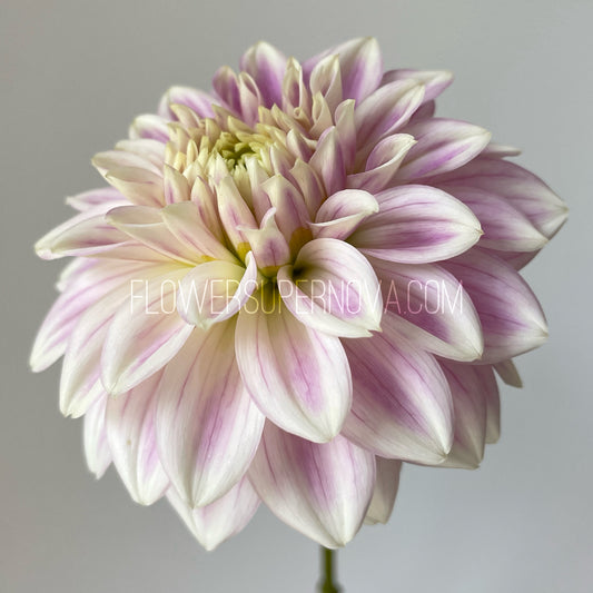 Dahlia Quiet Splendor
