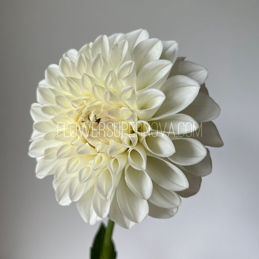 Dahlia Boom Boom White