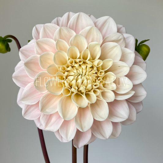 Dahlia Sweet Nathalie