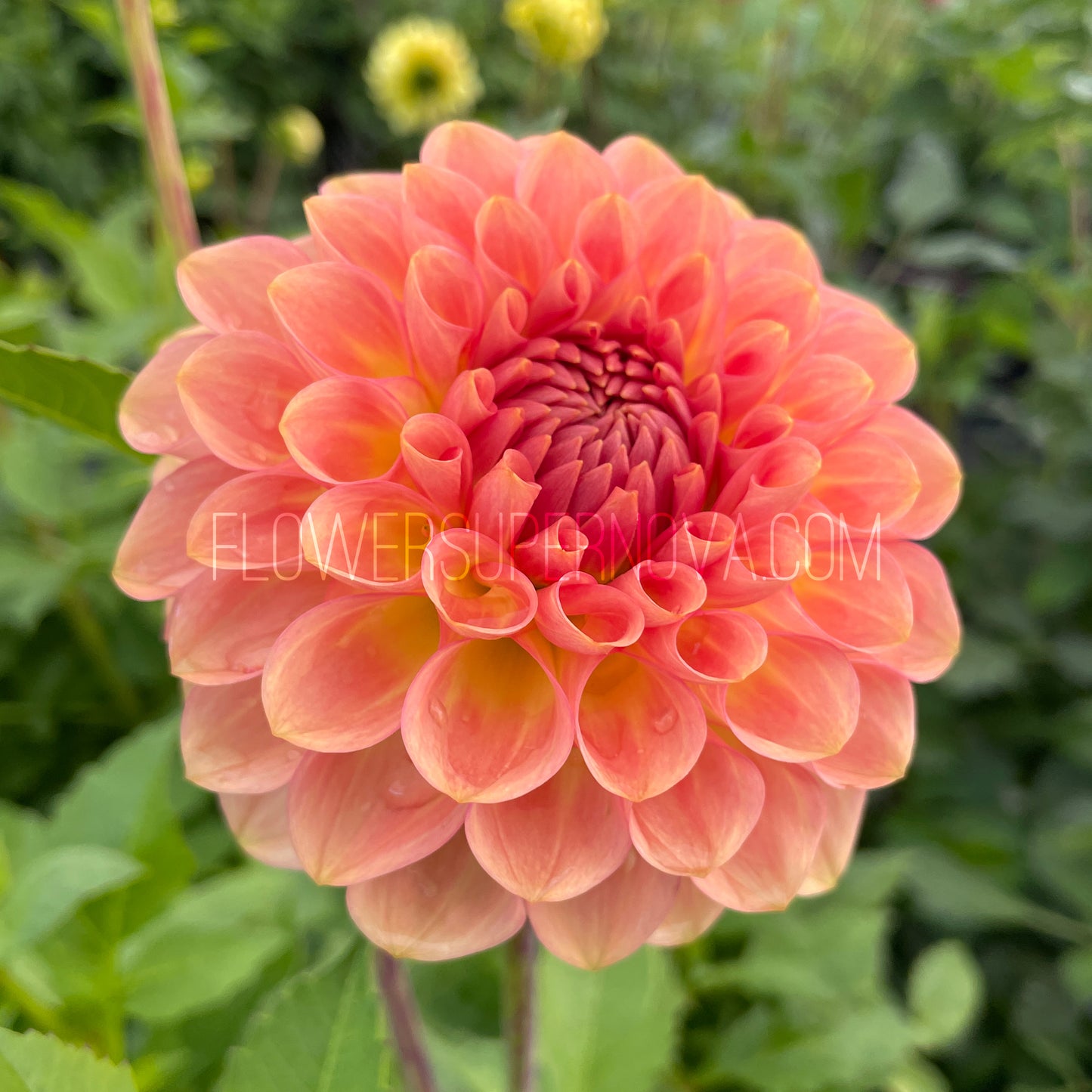 Dahlia 20th Ave Softer Peach - LIMIT 1