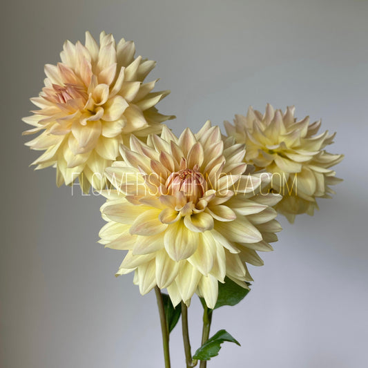 Dahlia Canoz Jaguar