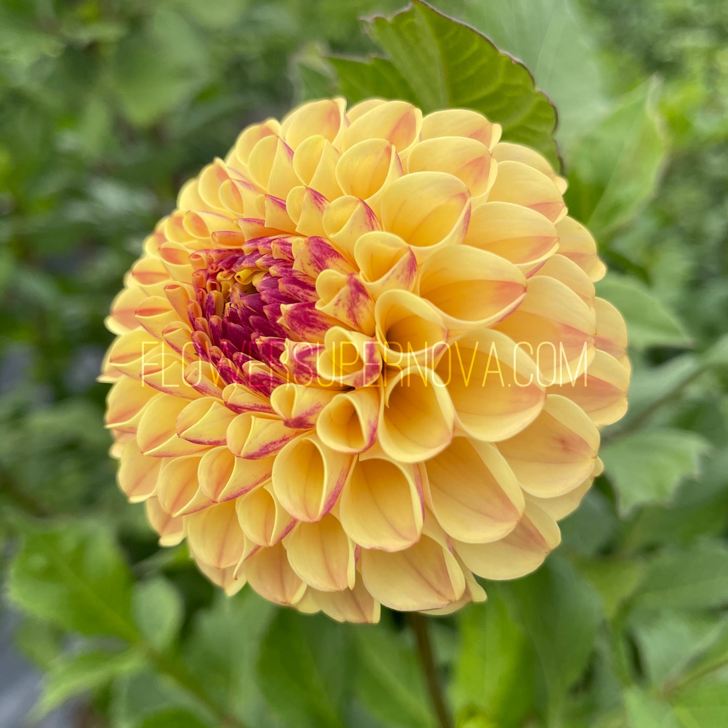 Dahlia Ferncliff Spice