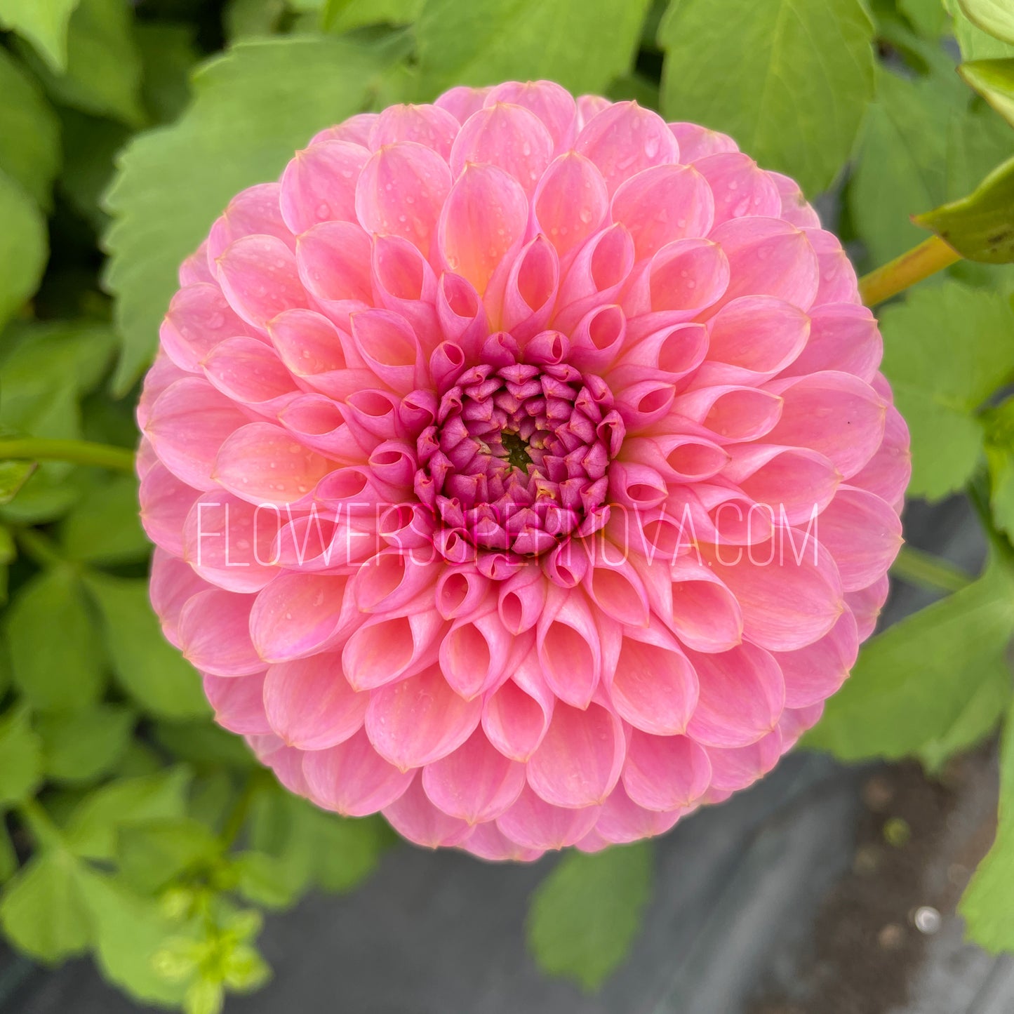 Dahlia Hamari Rose - LIMIT 1