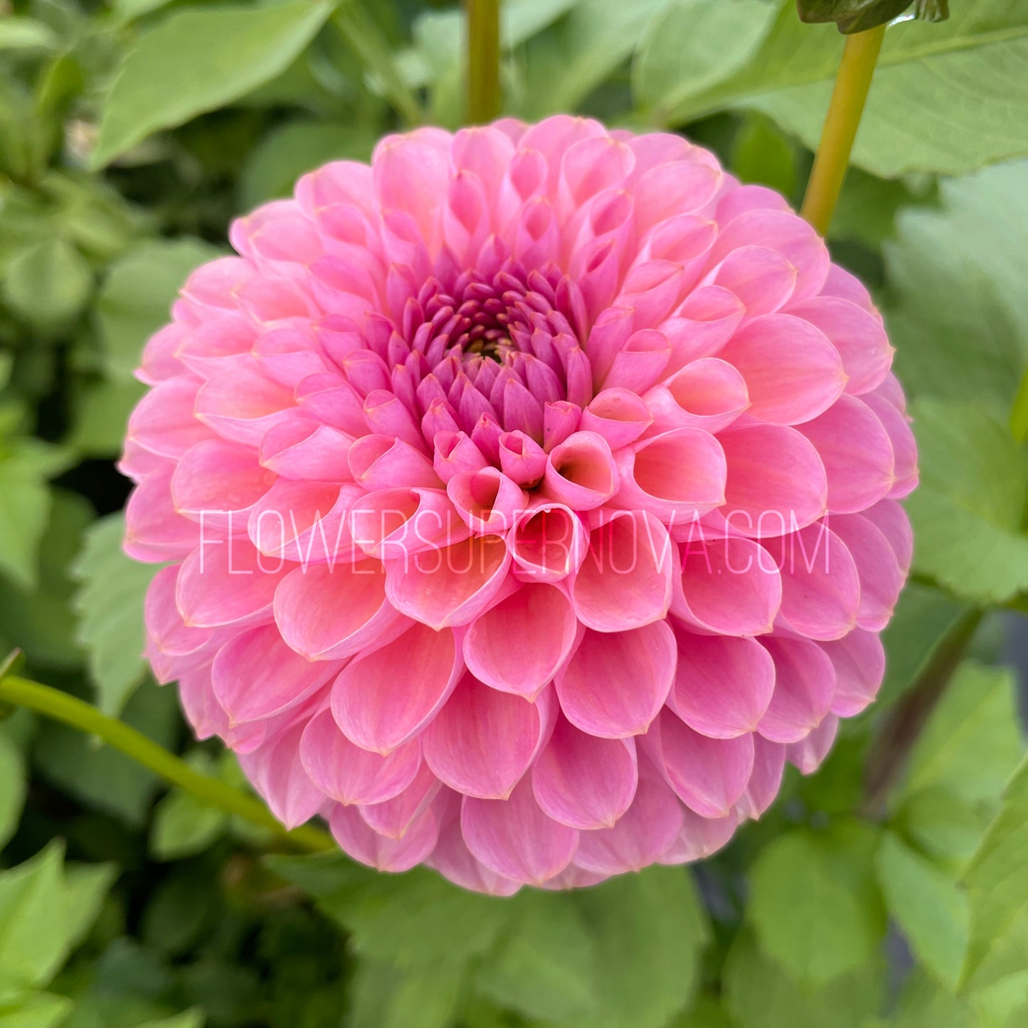 Dahlia Hamari Rose - LIMIT 1