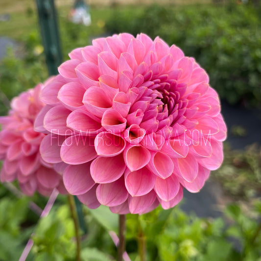 Dahlia Hamari Rose - LIMIT 1