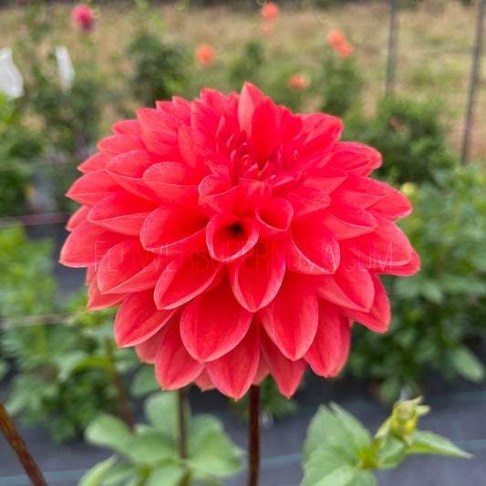 Dahlia Intrigue