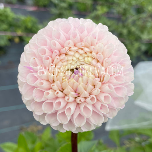 Dahlia Irish Candy - LIMIT 1