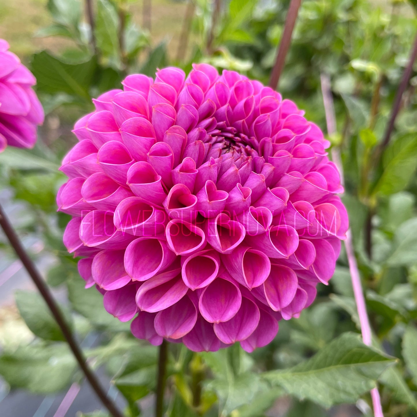 Dahlia Isabel