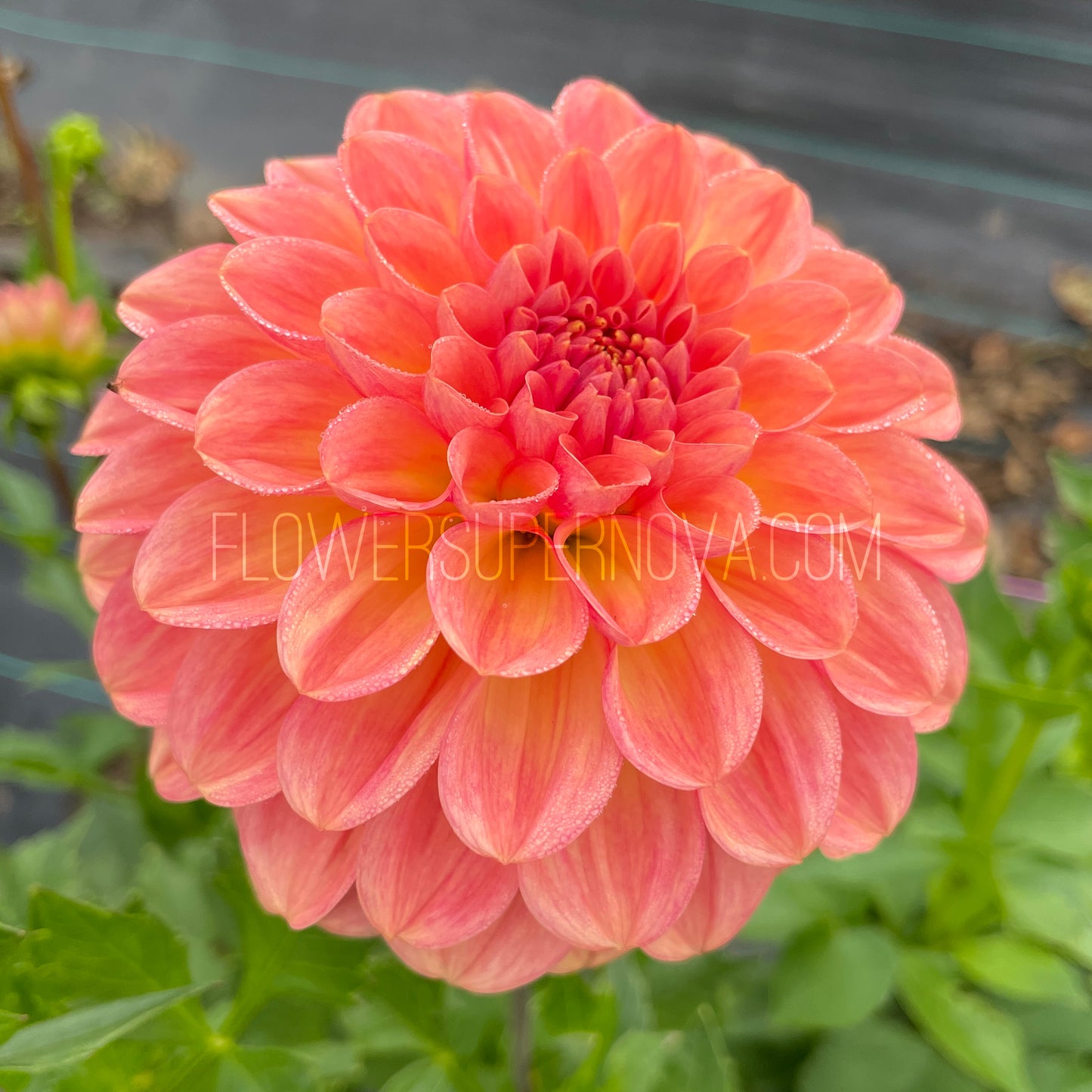 Dahlia Lark's Ebbe