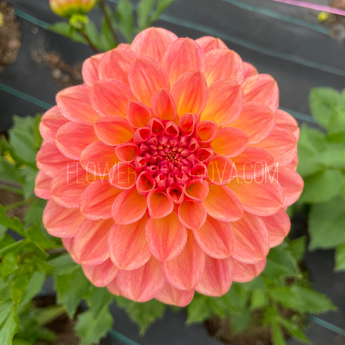 Dahlia Lark's Ebbe