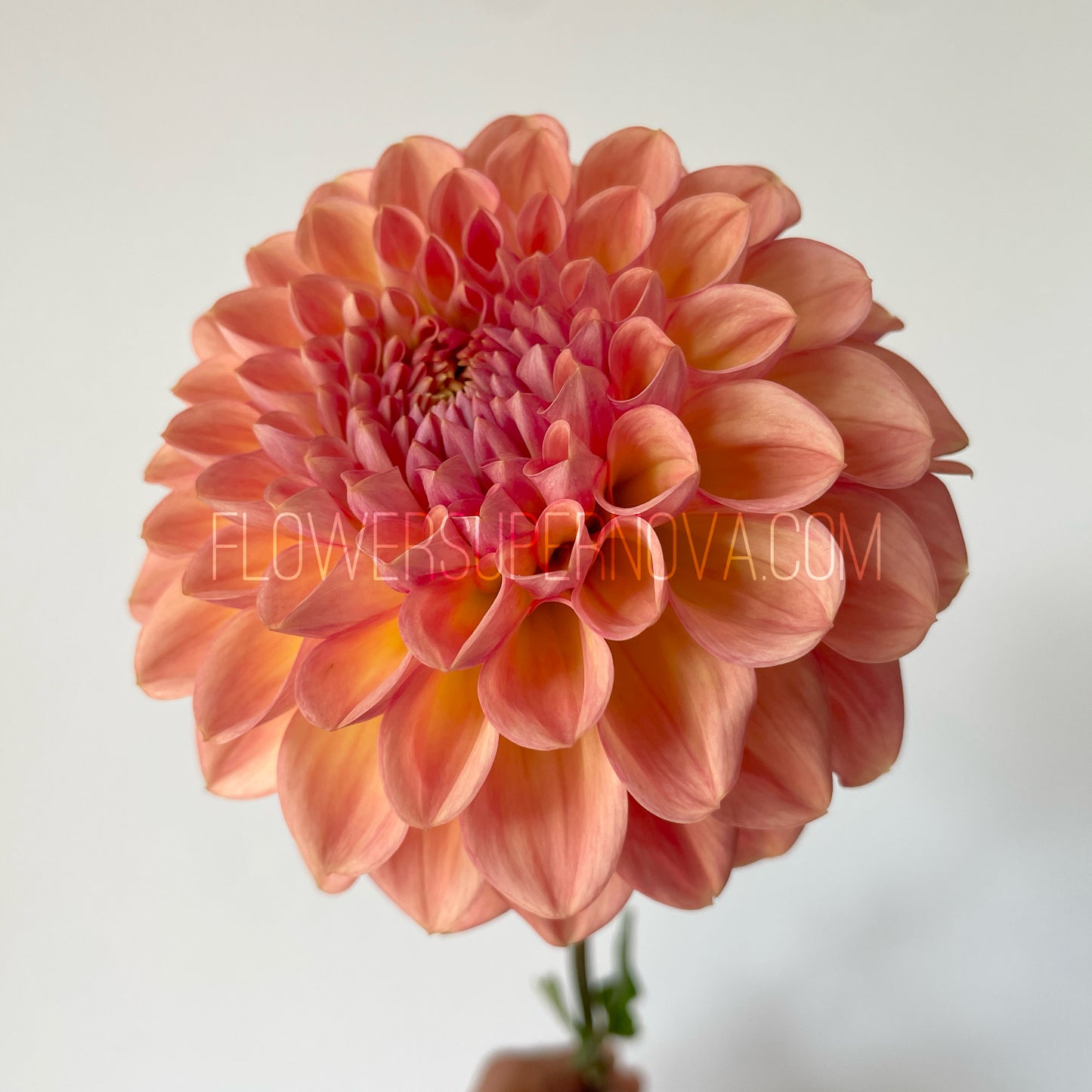 Dahlia Lark's Ebbe