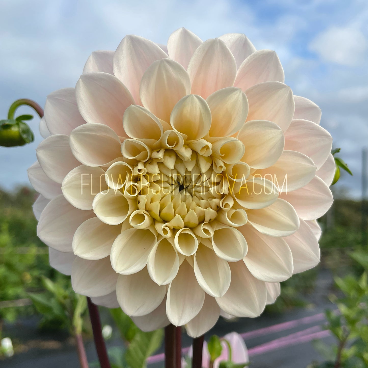 Dahlia Sweet Nathalie