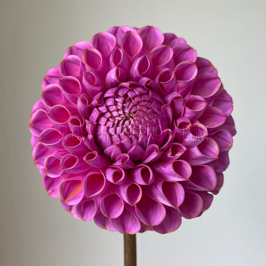 Dahlia Isabel