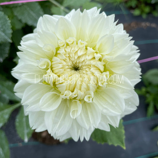 Dahlia Gitts Attention