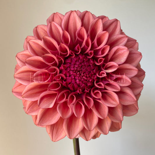 Dahlia Orange Globe - LIMIT 1