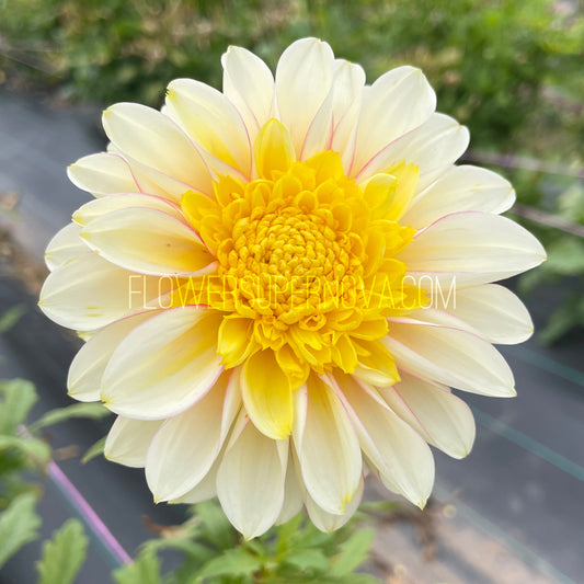 Dahlia Polka