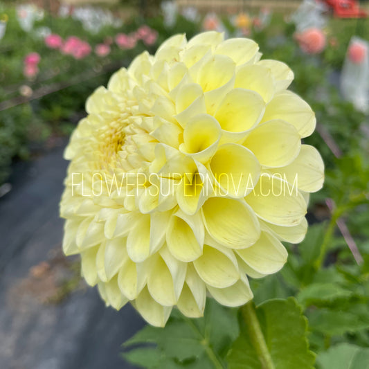 Dahlia MM Buttercream