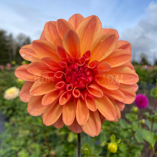 Dahlia Robann Butterscotch