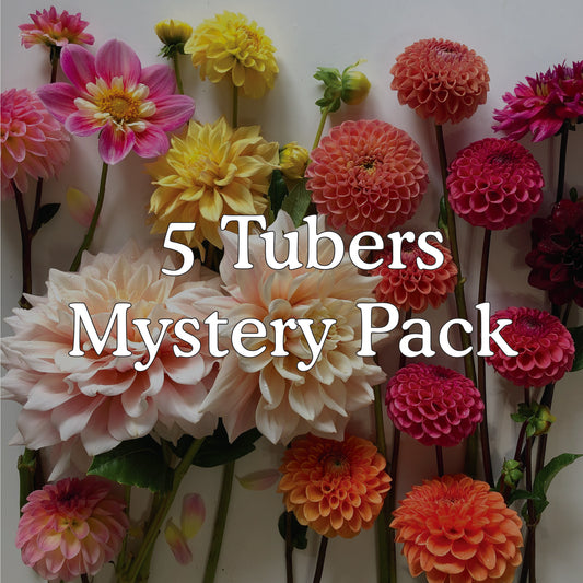 5 Dahlia Tubers Mystery Pack