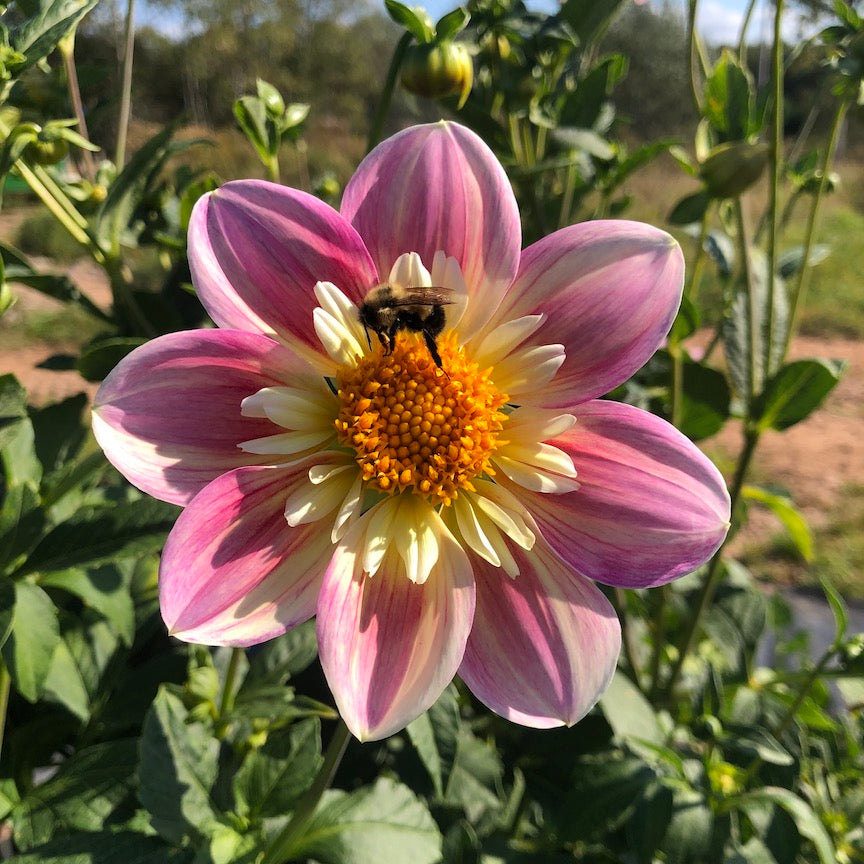 Dahlia Ferncliff Dolly Flower with Bee