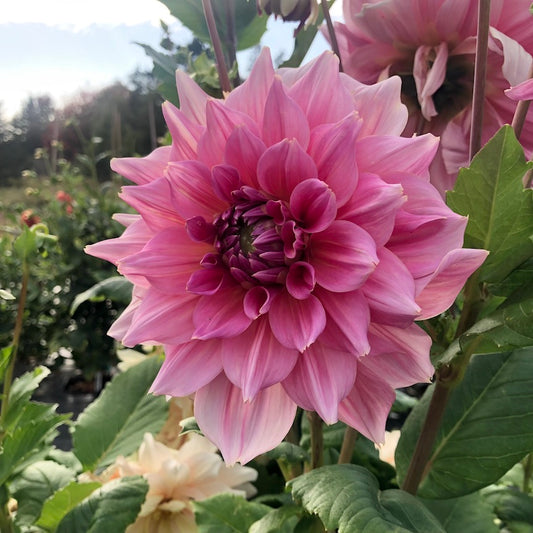 Dahlia Otto's Thrill dinner plate pink flower