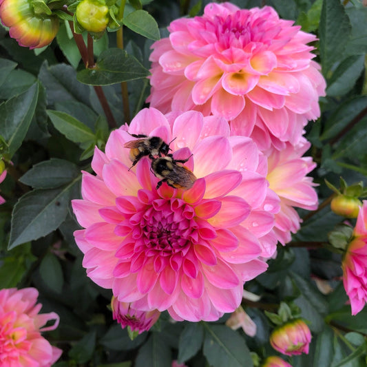 Esli Dahlia Flowers with 2 Bees