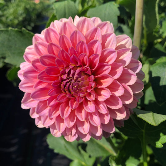 Dahlia Pink Runner