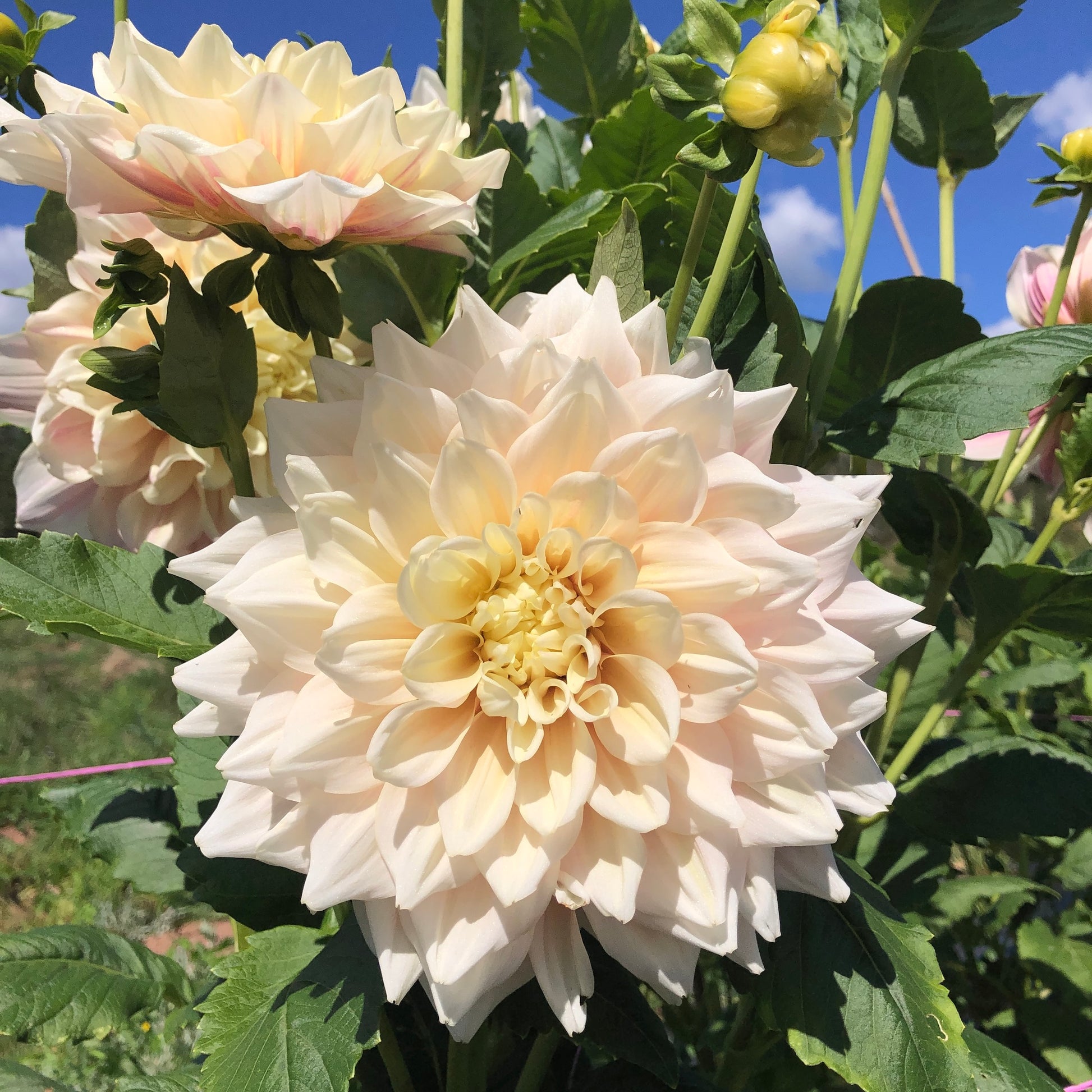 Break Out Dahlia Flowers in a sunny garden