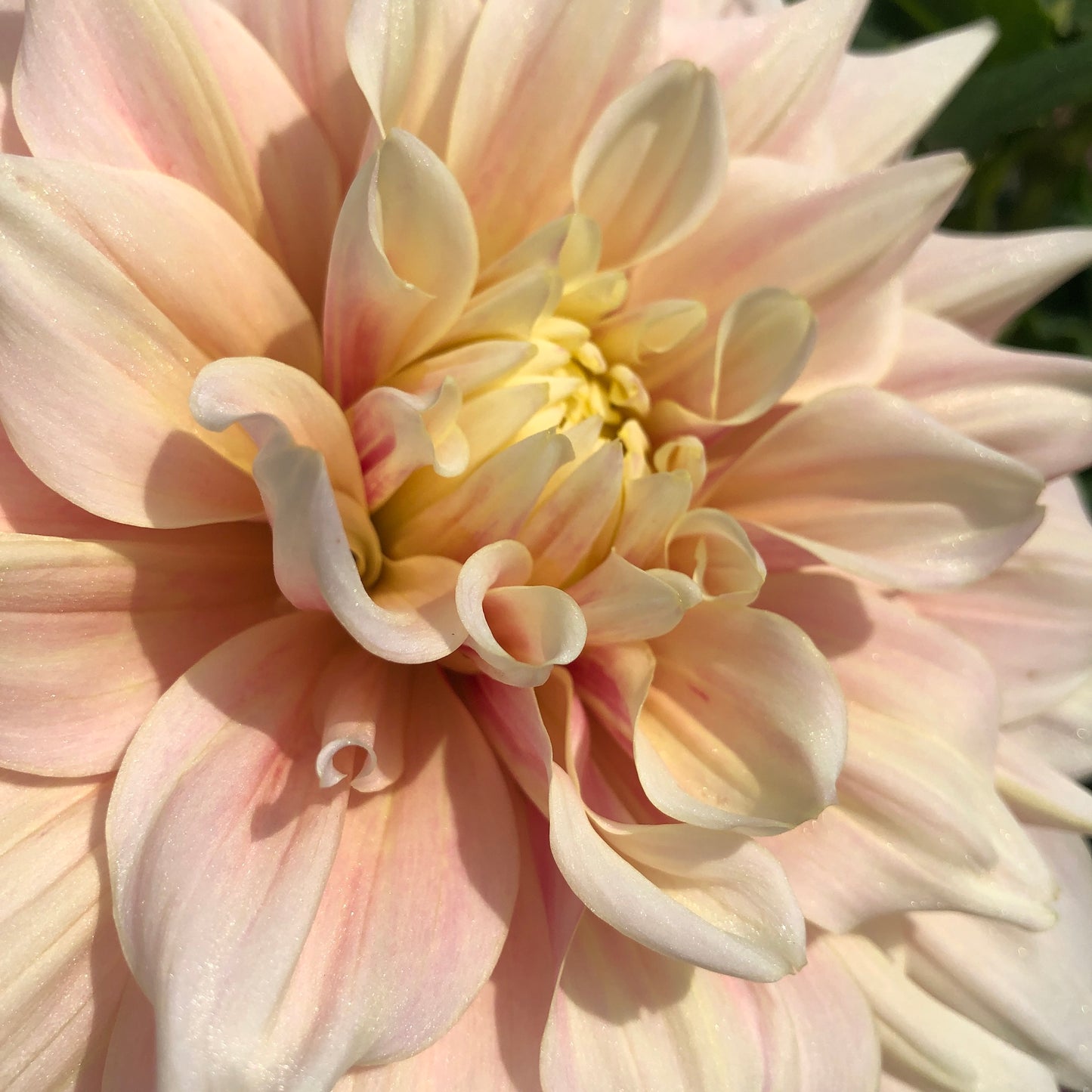 Break Out Light Pink Dahlia Flower Close Up of Center Petals