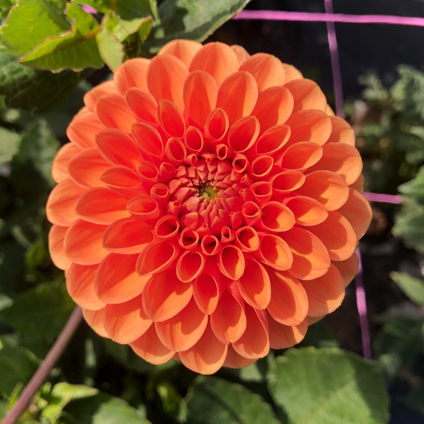 Dahlia Sylvia