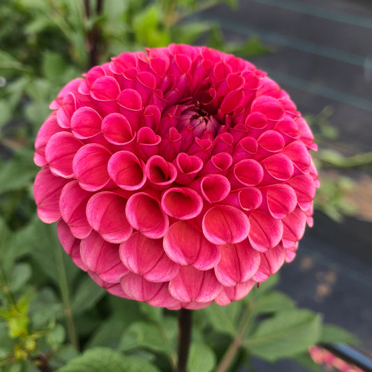 Ferncliff Rusty Dahlia Flower Close Up