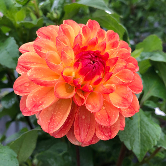 Jowey Chantal Yellow and Orange Dahlia Flower