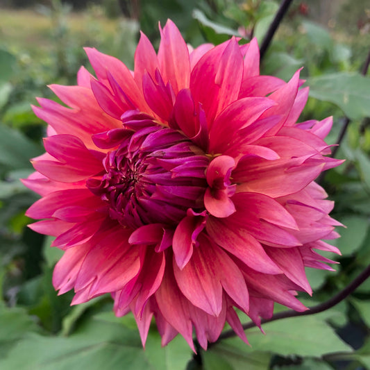 Sonic Bloom Raspberry Dahlia Flower Close Up